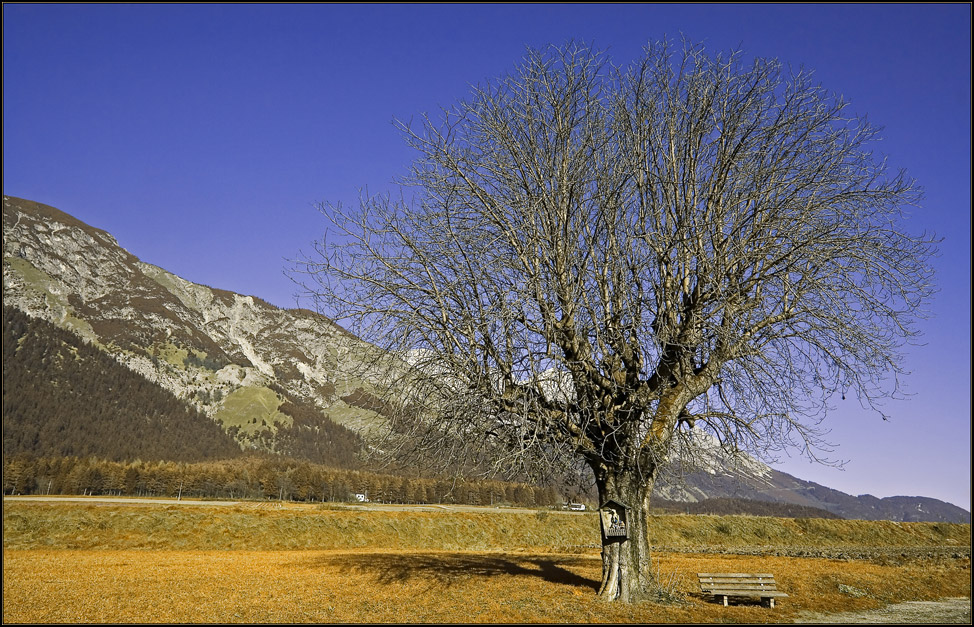 Winterbaum