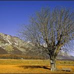 Winterbaum