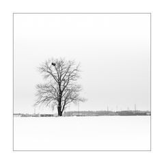 Winterbaum 1