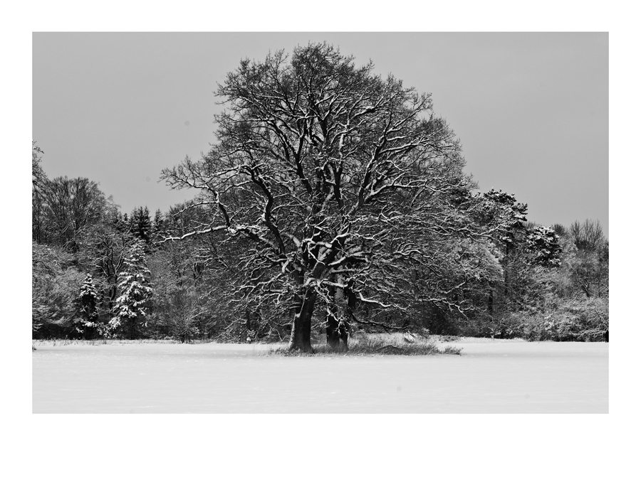 Winterbaum 1