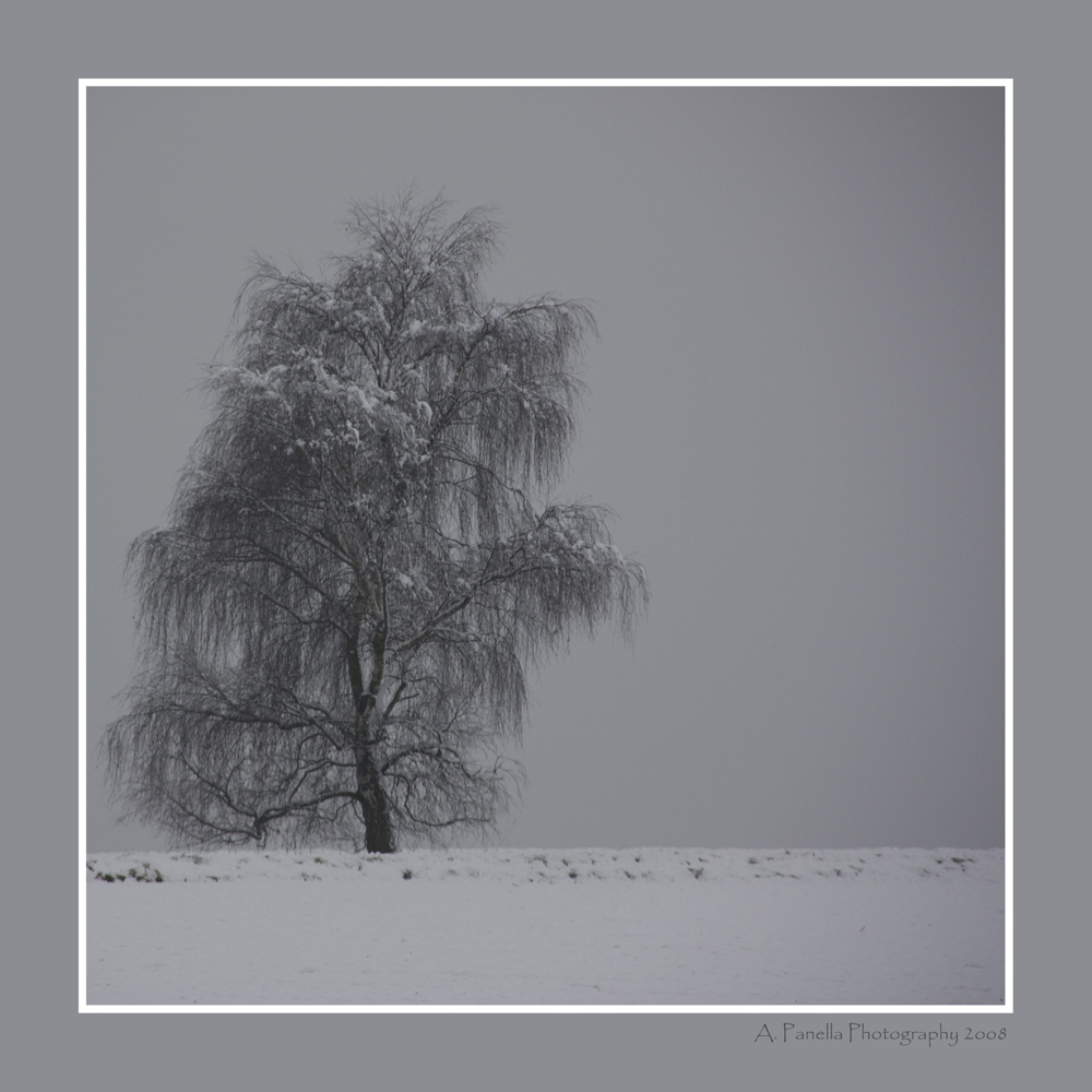 WINTERBAUM