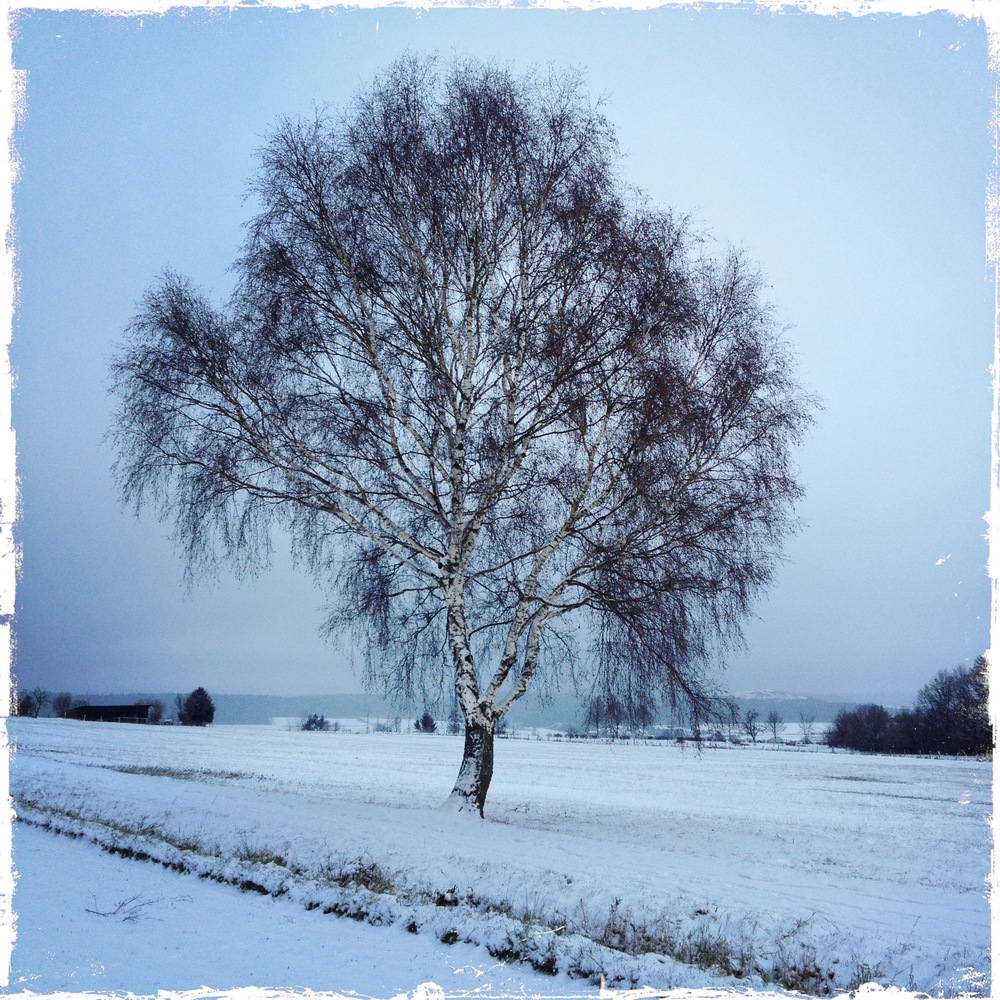 Winterbaum