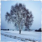 Winterbaum