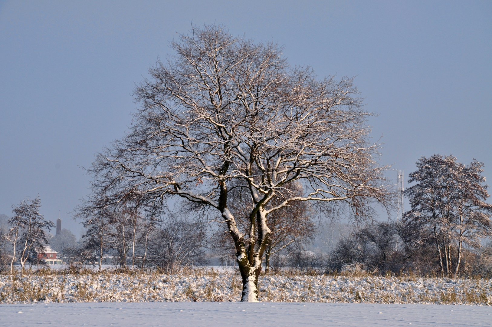 Winterbaum