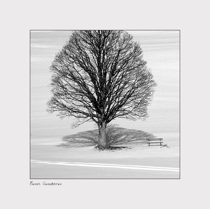 Winterbaum