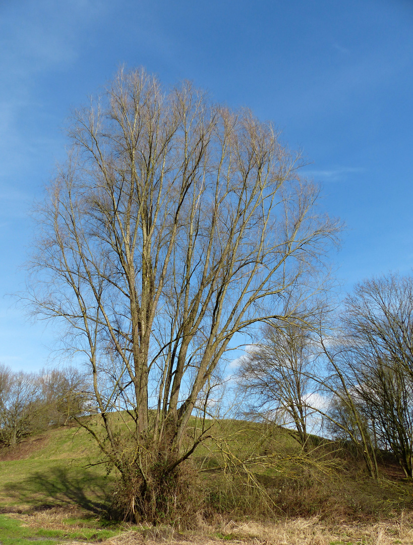 Winterbaum