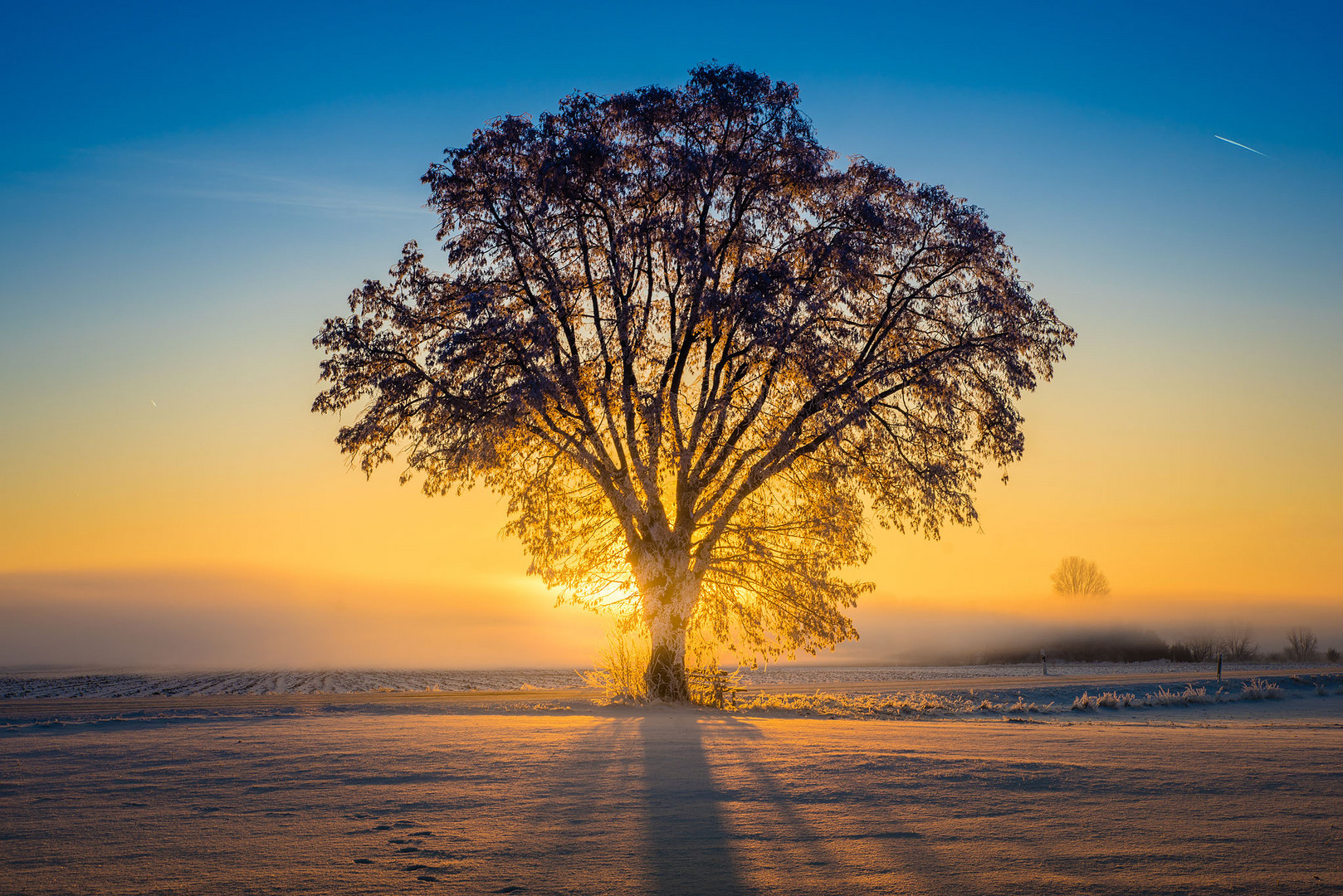 Winterbaum