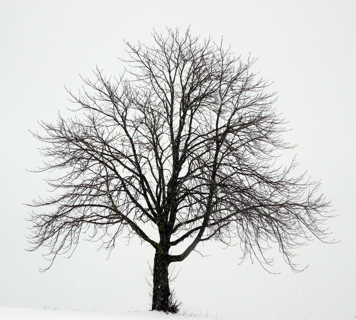 Winterbaum