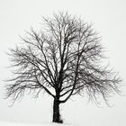 Winterbaum