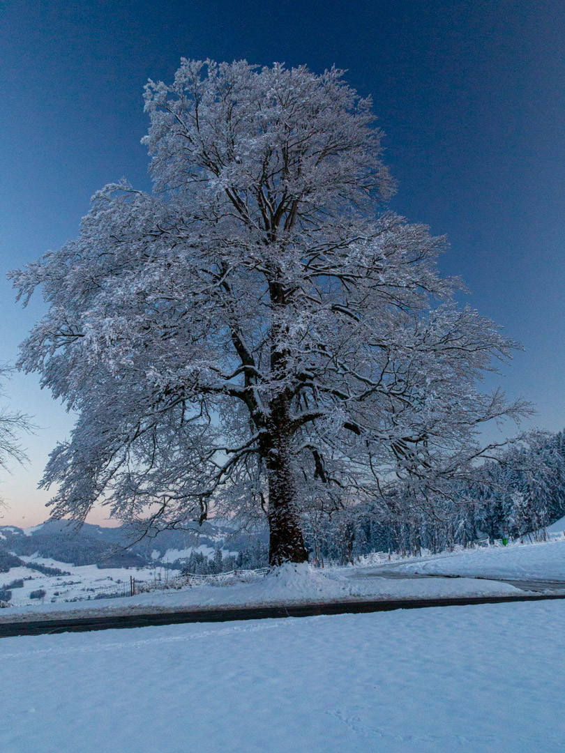 Winterbaum