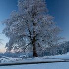 Winterbaum