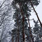 Winterbaum 2