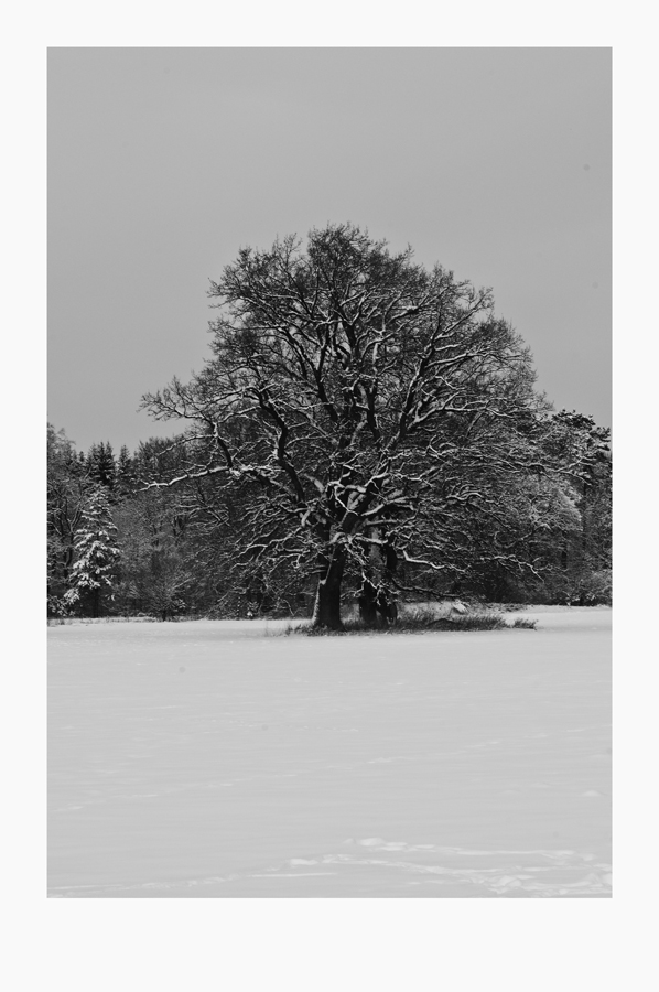 Winterbaum 2