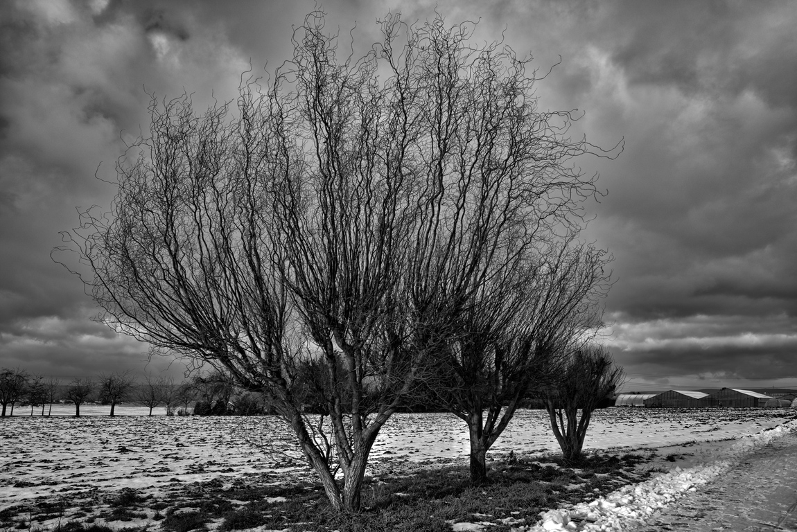 Winterbaum 2