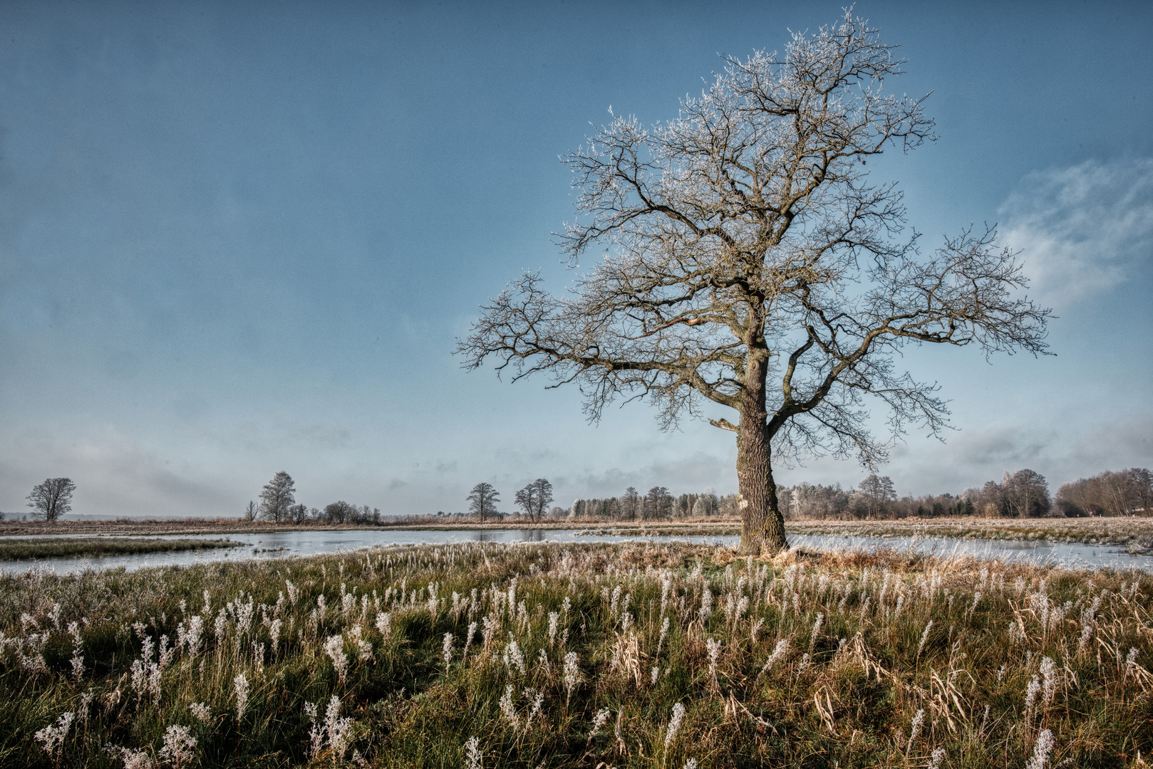 Winter_Baum 2