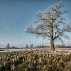 Winter_Baum 2