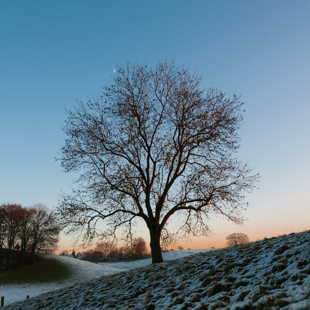 Winterbaum 2