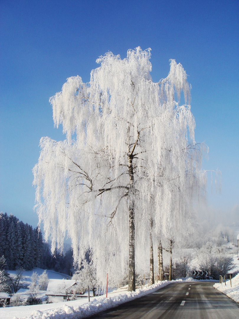 Winterbaum