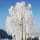 Winterbaum