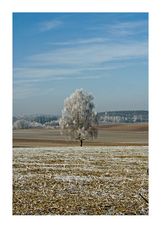 Winterbaum