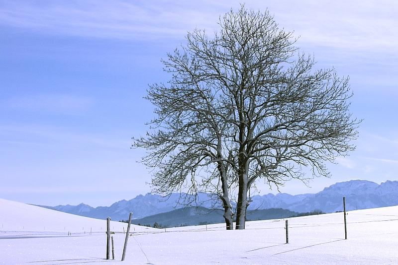 Winterbaum