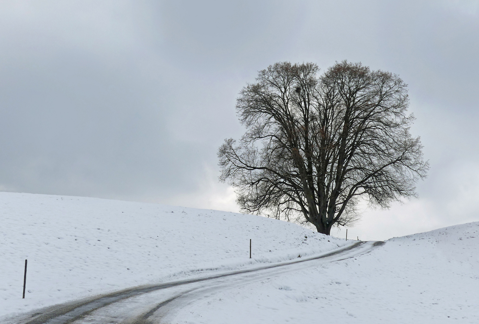 Winterbaum