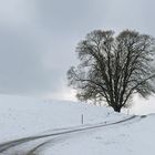 Winterbaum