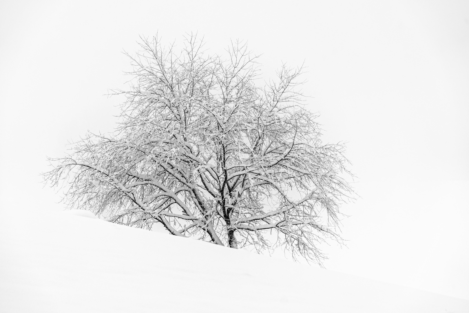 Winterbaum ...