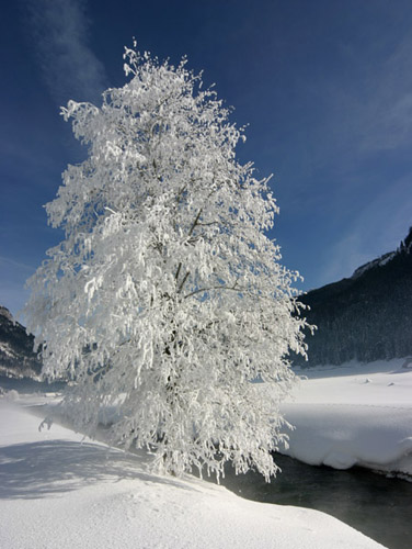 Winterbaum