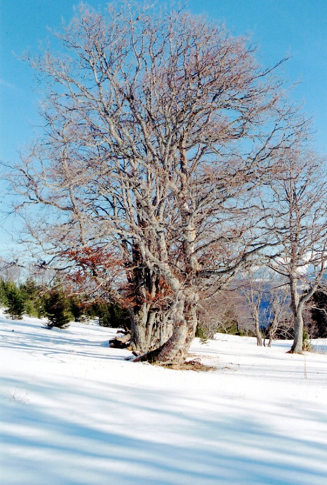 Winterbaum