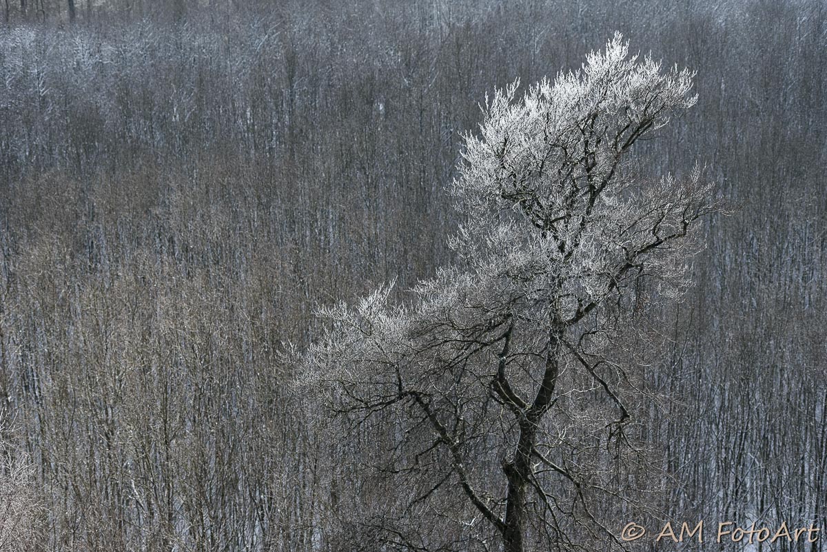 Winterbaum