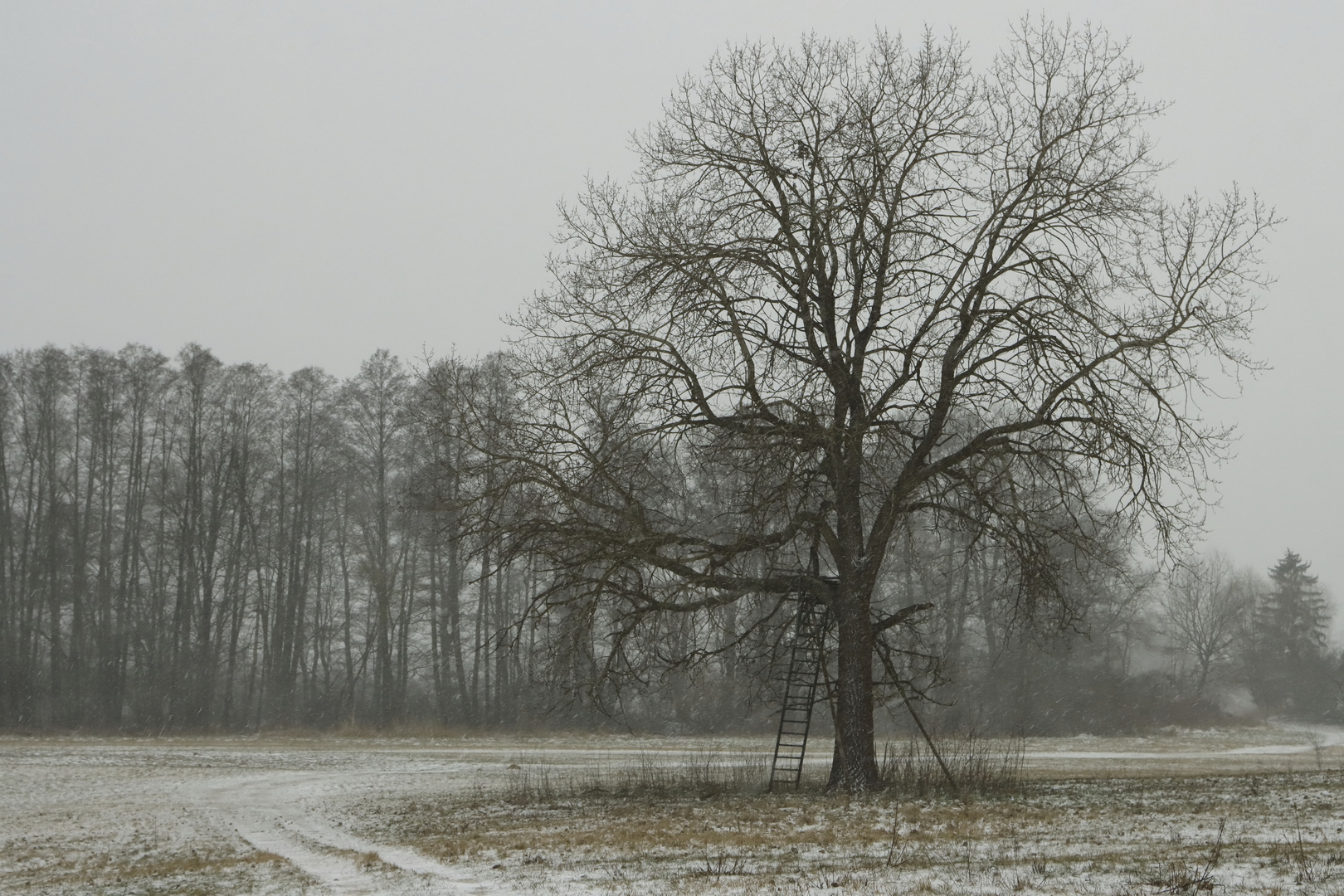 Winterbaum