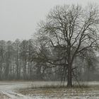 Winterbaum