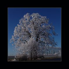 Winterbaum