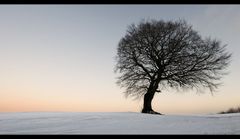 ..Winterbaum....