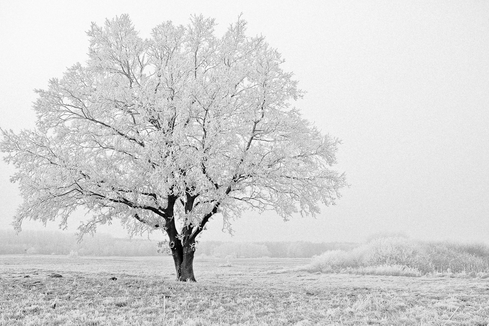 Winterbaum