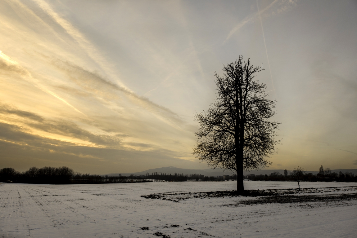 Winterbaum 3