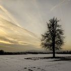 Winterbaum 3