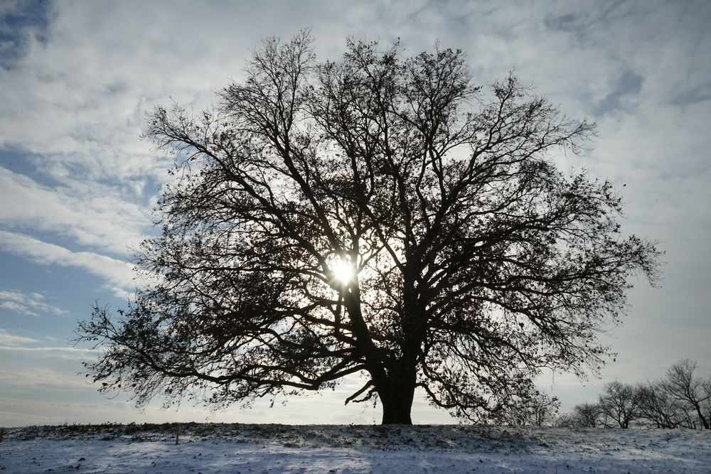 Winterbaum