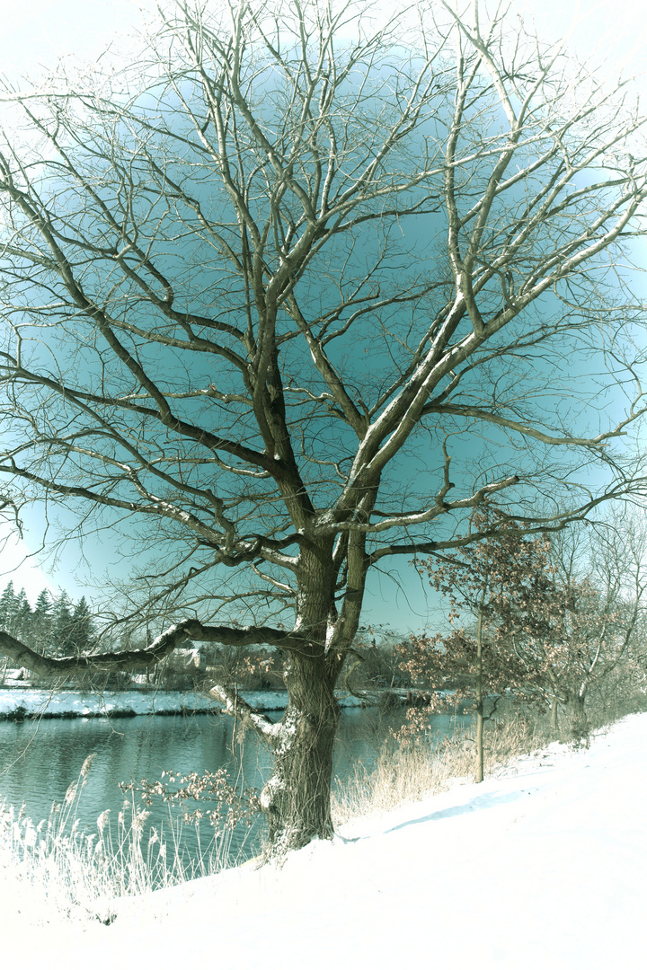 Winterbaum