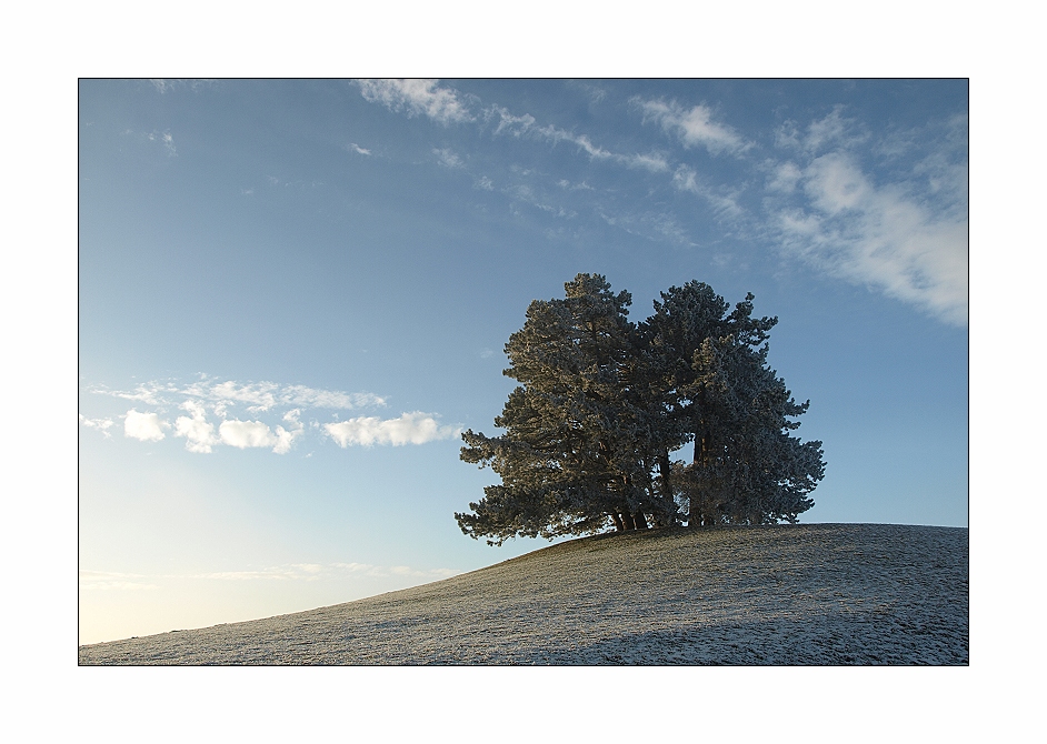 Winterbaum