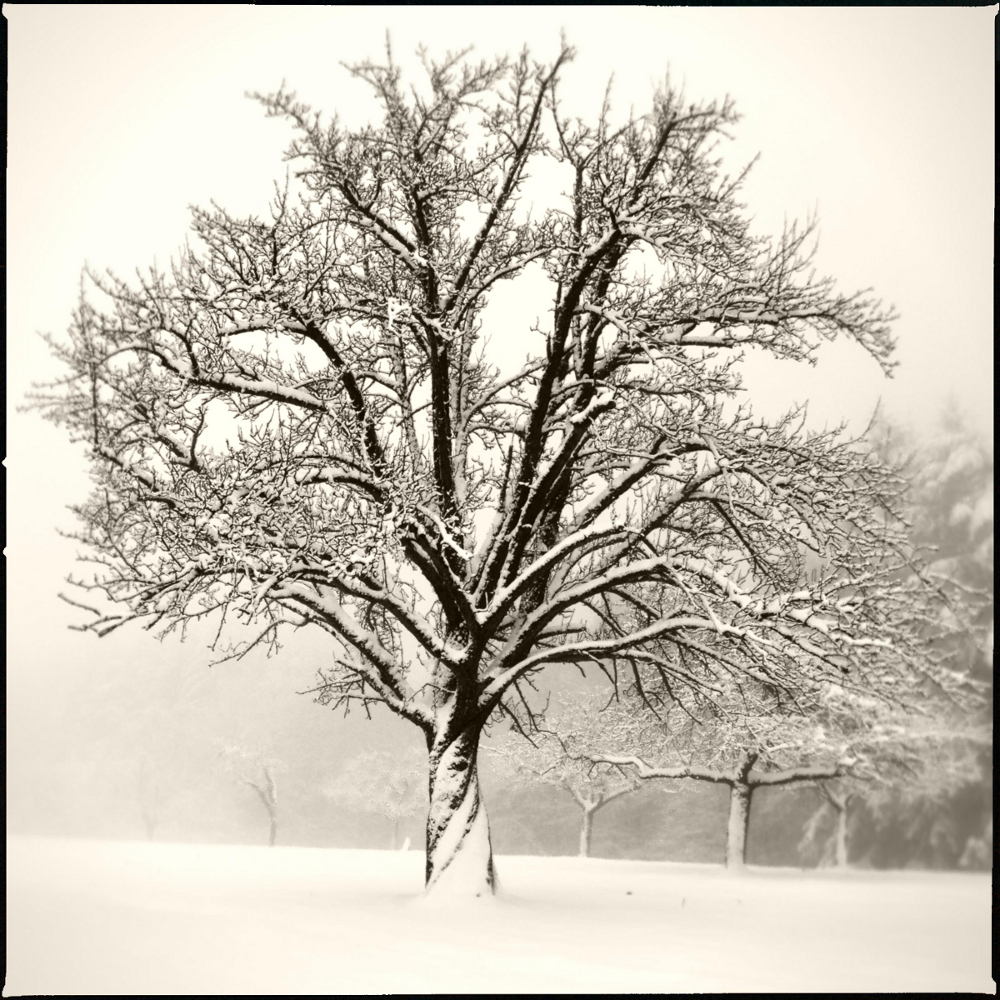 Winterbaum