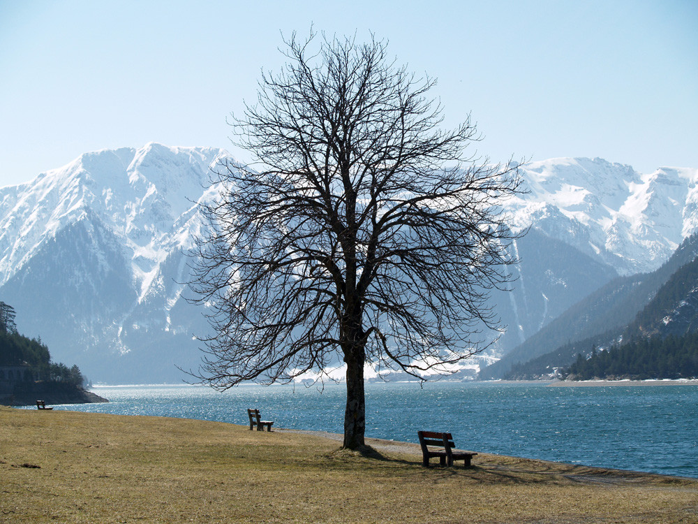 Winterbaum