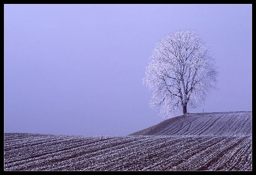 Winterbaum