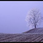 Winterbaum