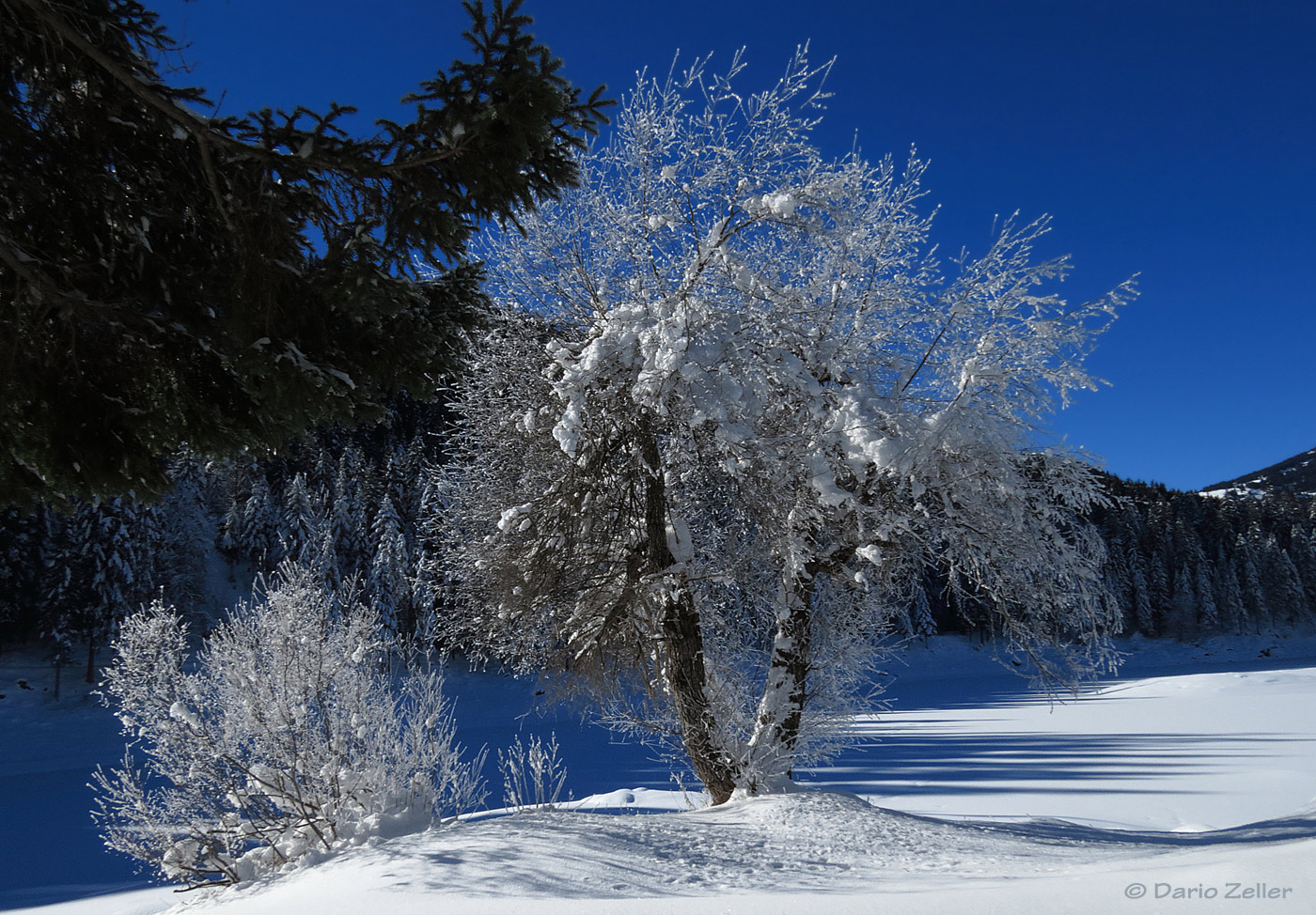 Winterbaum