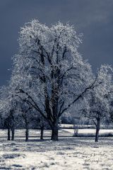 Winterbaum