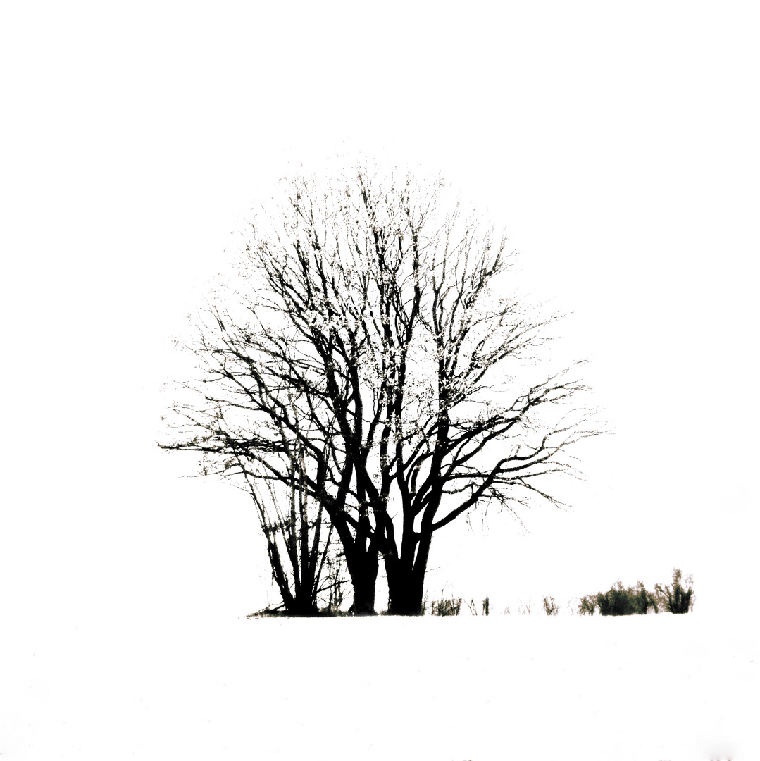 Winterbaum