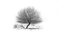 Winterbaum