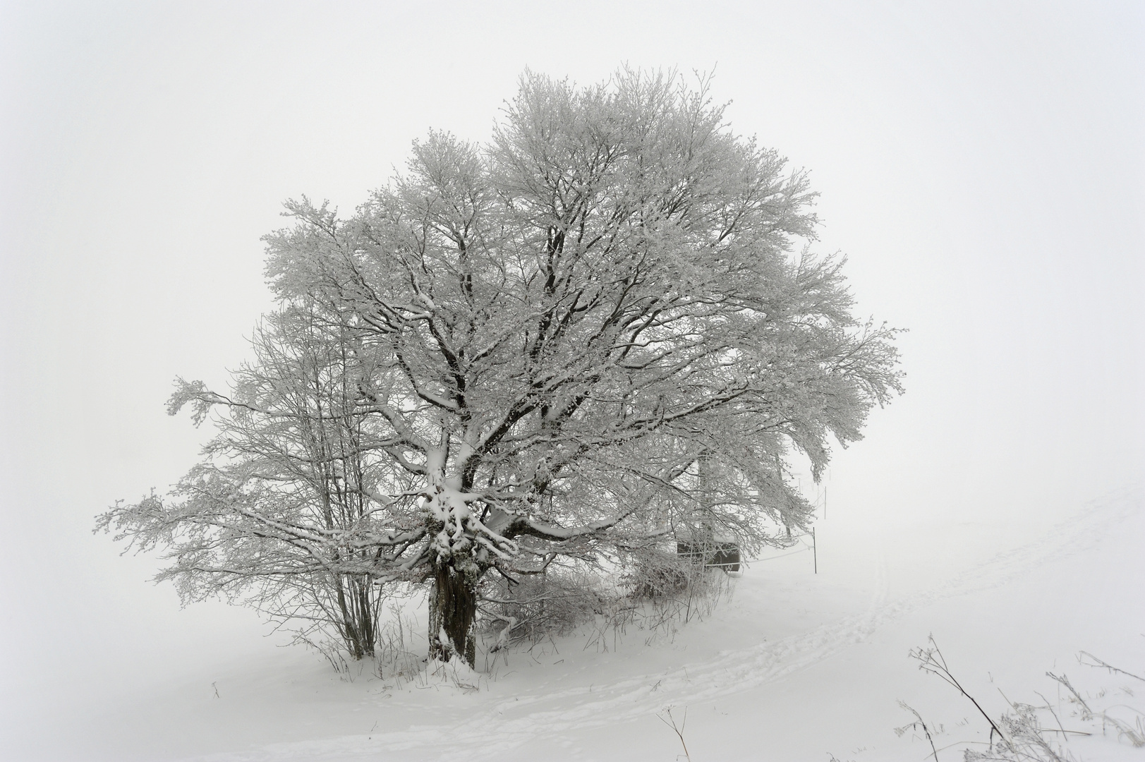 Winterbaum